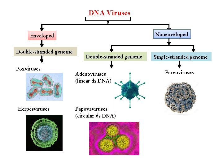 DNA Viruses Nonenveloped Enveloped Double-stranded genome Poxviruses Herpesviruses Double-stranded genome Adenoviruses (linear ds DNA)
