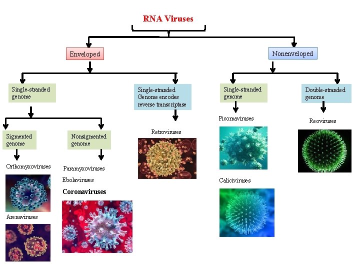 RNA Viruses Nonenveloped Enveloped Single-stranded genome Single-stranded Genome encodes reverse transcriptase Single-stranded genome Picornaviruses