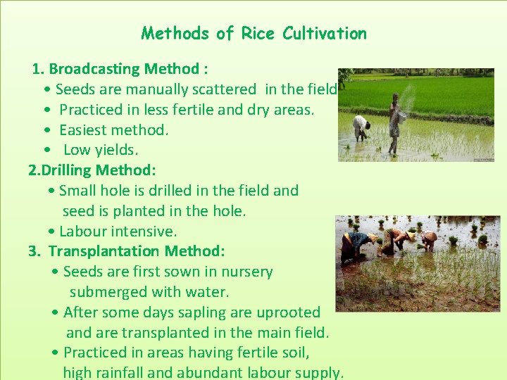 Methods of Rice Cultivation 1. Broadcasting Method : • Seeds are manually scattered in