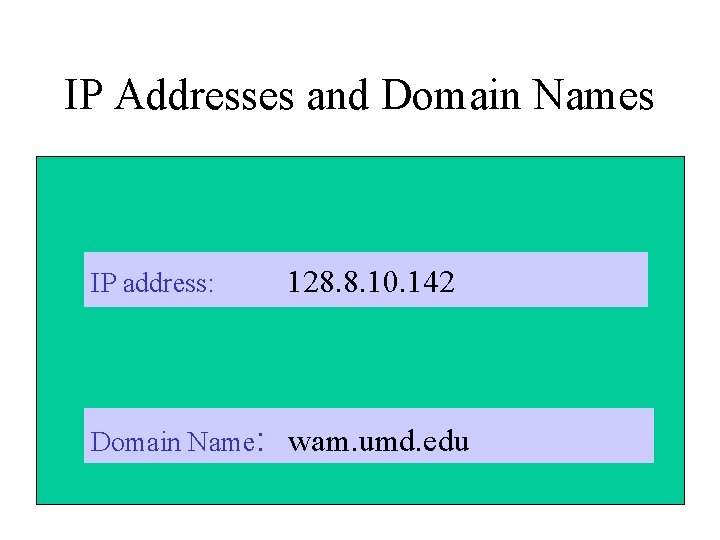 IP Addresses and Domain Names IP address: 128. 8. 10. 142 Domain Name: wam.