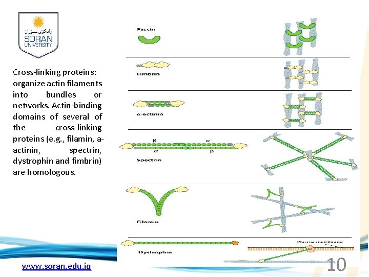 Cross-linking proteins: organize actin filaments into bundles or networks. Actin-binding domains of several of