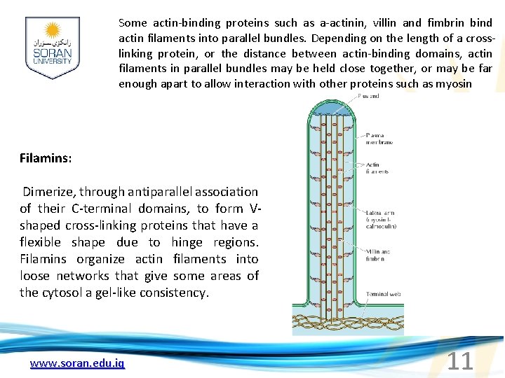 Some actin-binding proteins such as a-actinin, villin and fimbrin bind actin filaments into parallel