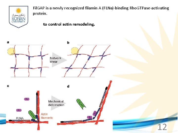 Fil. GAP is a newly recognized filamin A (FLNa)-binding Rho. GTPase-activating protein. to control