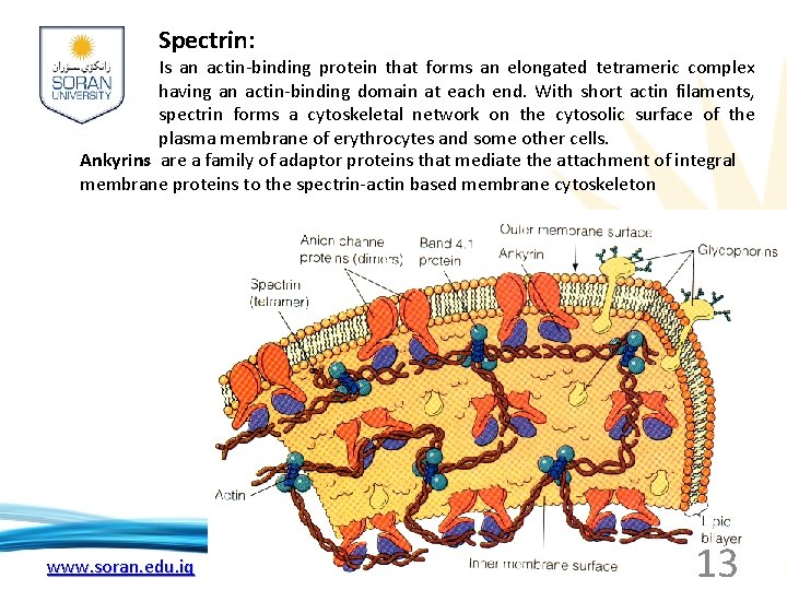 Spectrin: Is an actin-binding protein that forms an elongated tetrameric complex having an actin-binding