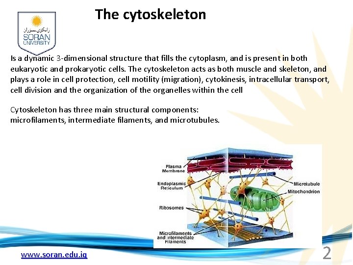 The cytoskeleton Is a dynamic 3 -dimensional structure that fills the cytoplasm, and is