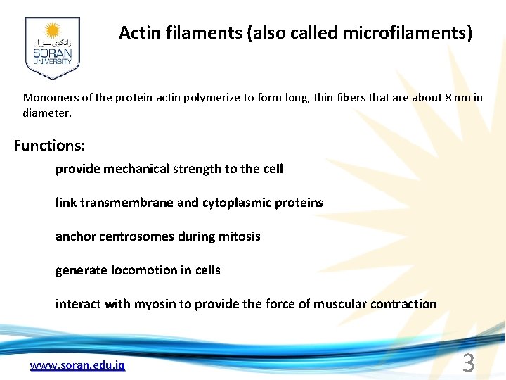 Actin filaments (also called microfilaments) Monomers of the protein actin polymerize to form long,