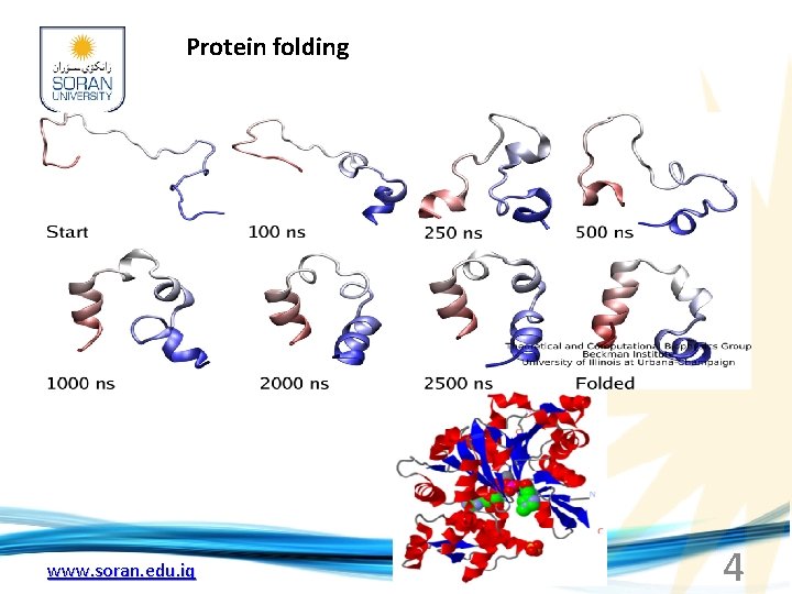 Protein folding www. soran. edu. iq 4 