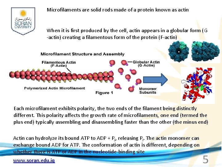 Microfilaments are solid rods made of a protein known as actin When it is