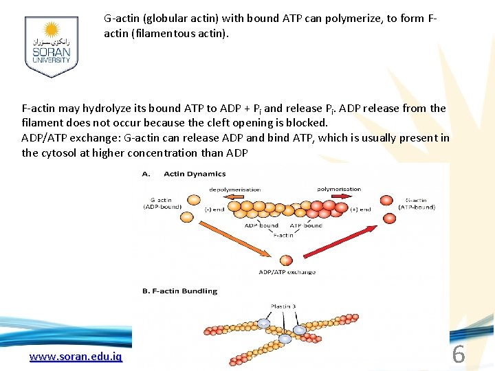 G-actin (globular actin) with bound ATP can polymerize, to form Factin (filamentous actin). F-actin