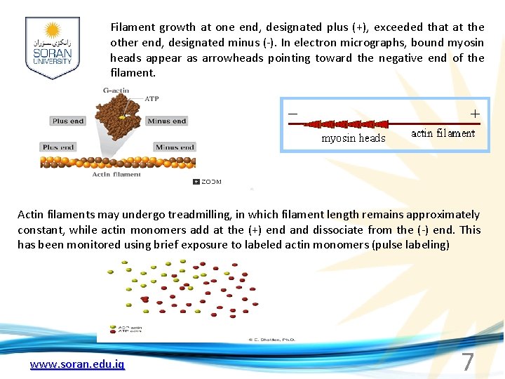 Filament growth at one end, designated plus (+), exceeded that at the other end,