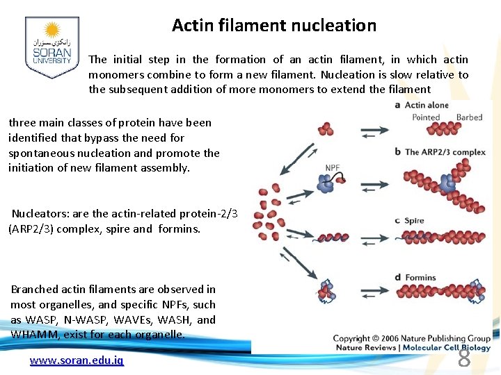 Actin filament nucleation The initial step in the formation of an actin filament, in