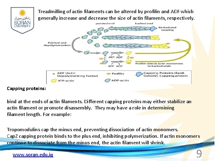 Treadmilling of actin filaments can be altered by profilin and ADF which generally increase