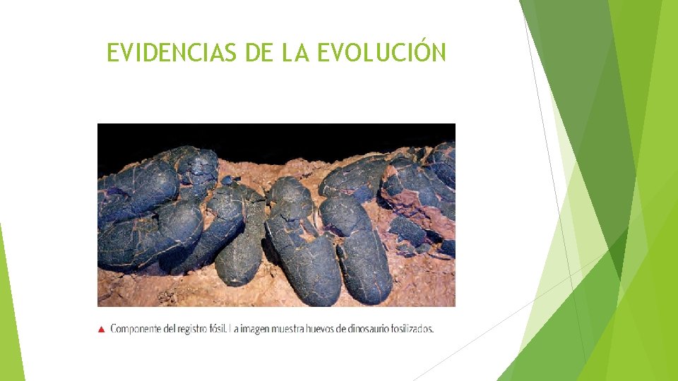 EVIDENCIAS DE LA EVOLUCIÓN 