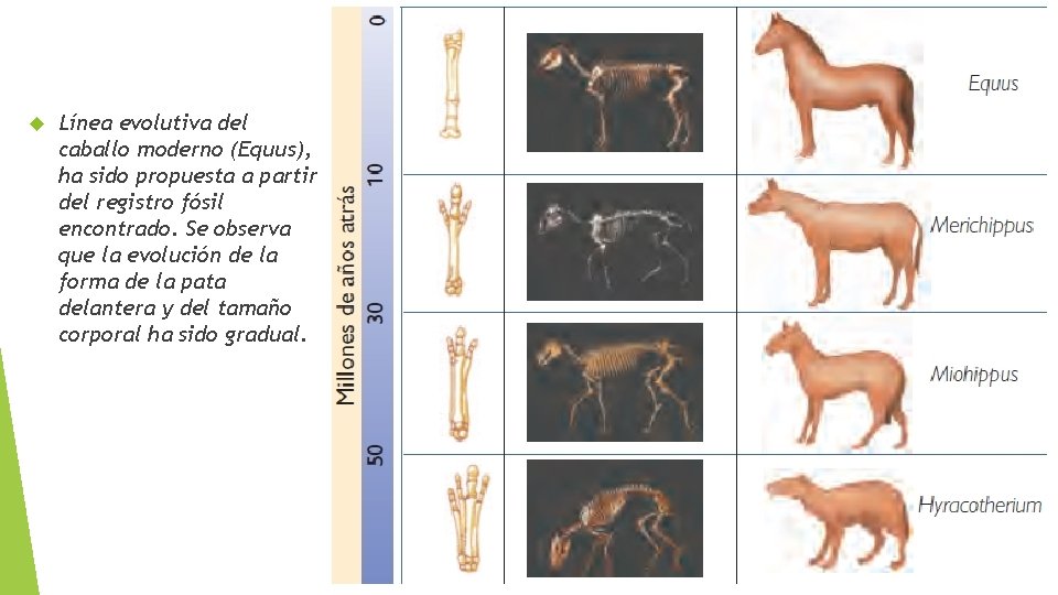  Línea evolutiva del caballo moderno (Equus), ha sido propuesta a partir del registro