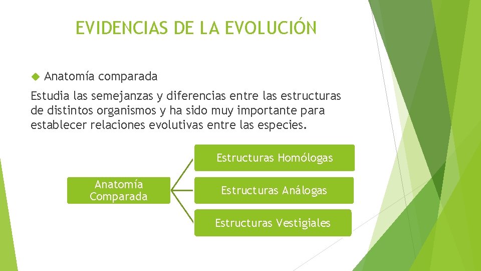 EVIDENCIAS DE LA EVOLUCIÓN Anatomía comparada Estudia las semejanzas y diferencias entre las estructuras