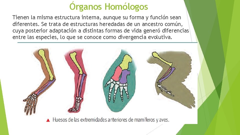 Órganos Homólogos Tienen la misma estructura interna, aunque su forma y función sean diferentes.