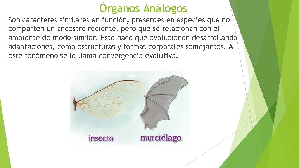 Órganos Análogos Son caracteres similares en función, presentes en especies que no comparten un