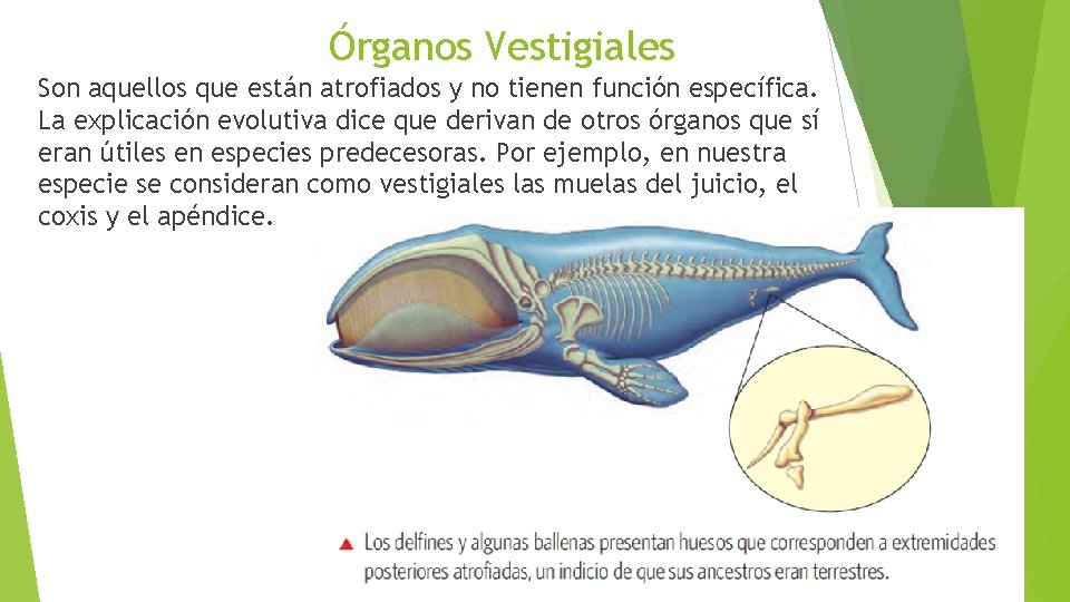 Órganos Vestigiales Son aquellos que están atrofiados y no tienen función específica. La explicación
