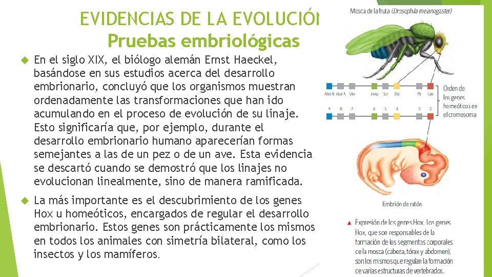 EVIDENCIAS DE LA EVOLUCIÓN Pruebas embriológicas En el siglo XIX, el biólogo alemán Ernst