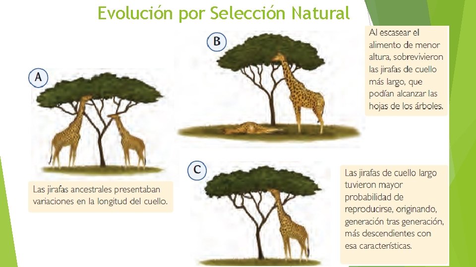 Evolución por Selección Natural 