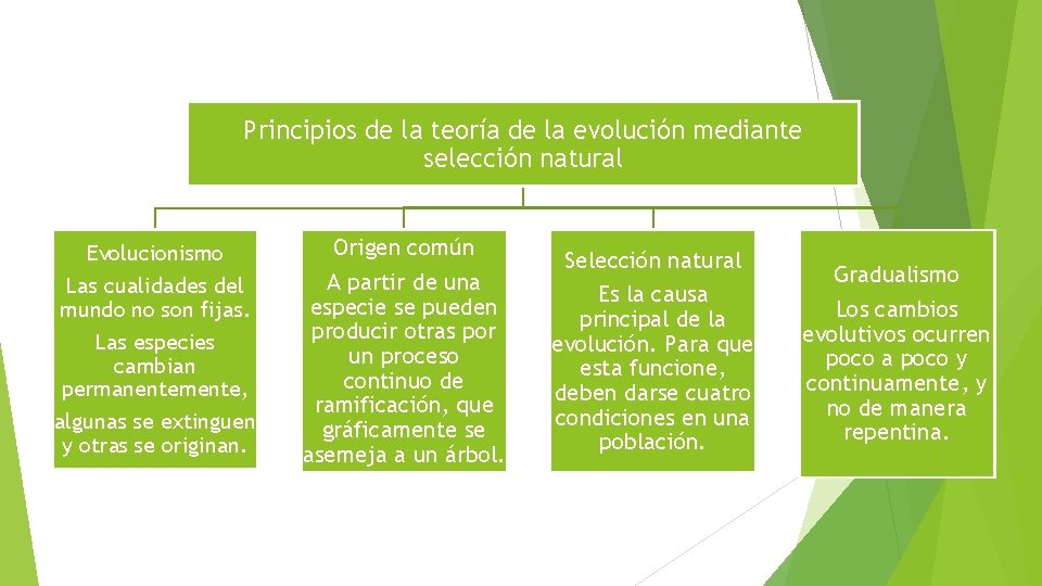 Principios de la teoría de la evolución mediante selección natural Evolucionismo Las cualidades del