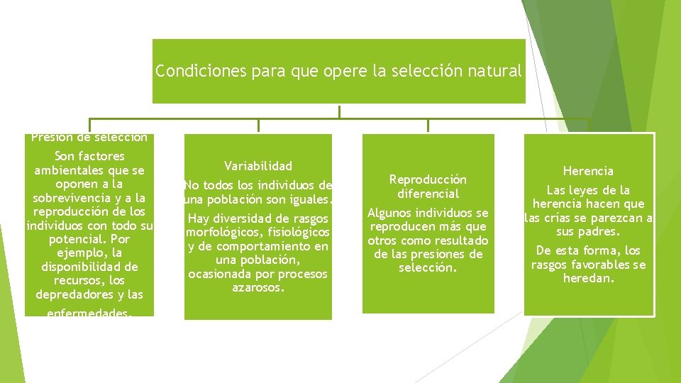 Condiciones para que opere la selección natural Presión de selección Son factores ambientales que
