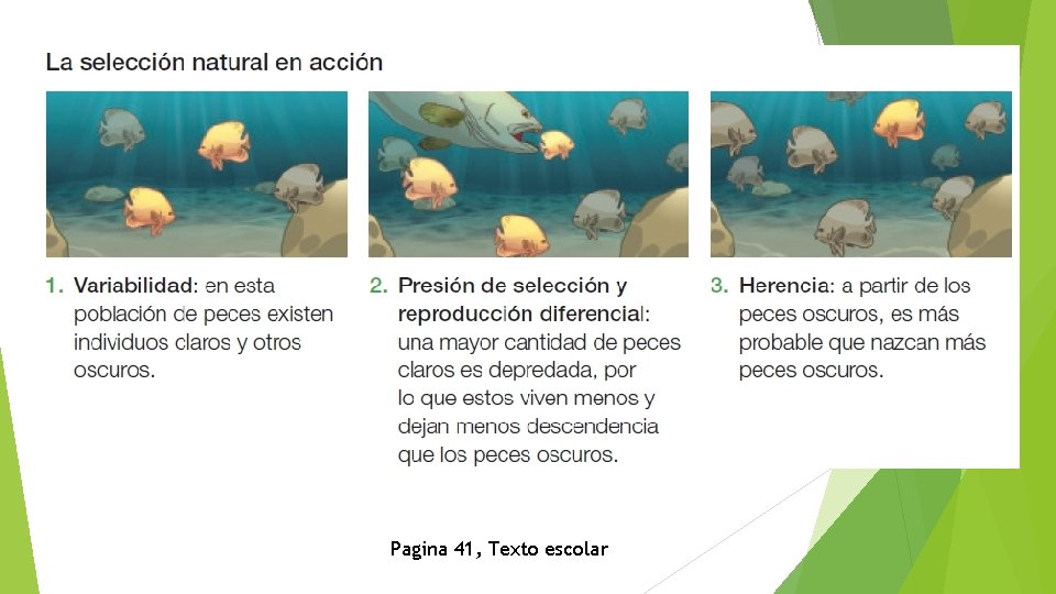 Pagina 41, Texto escolar 