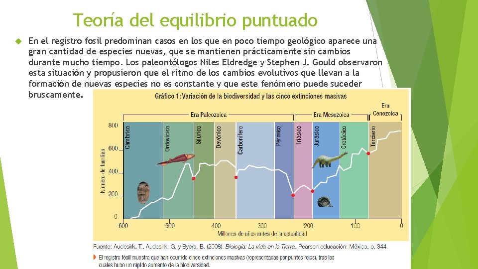 Teoría del equilibrio puntuado En el registro fosil predominan casos en los que en