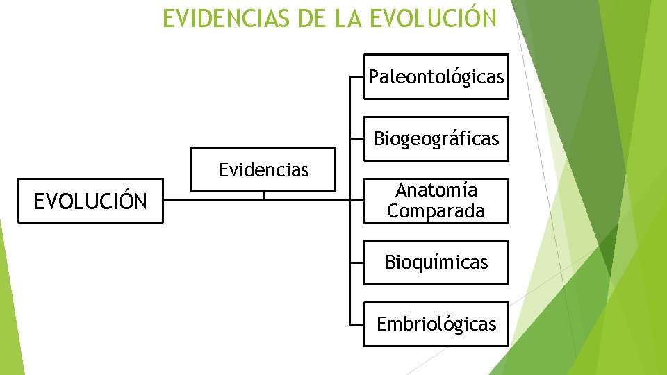 EVIDENCIAS DE LA EVOLUCIÓN Paleontológicas Biogeográficas Evidencias EVOLUCIÓN Anatomía Comparada Bioquímicas Embriológicas 