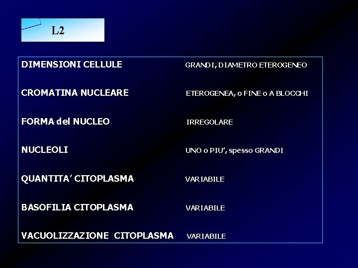 L 2 DIMENSIONI CELLULE GRANDI, DIAMETRO ETEROGENEO CROMATINA NUCLEARE ETEROGENEA, o FINE o A