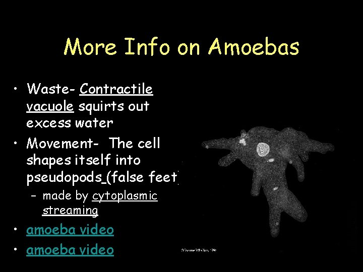 More Info on Amoebas • Waste- Contractile vacuole squirts out excess water • Movement-
