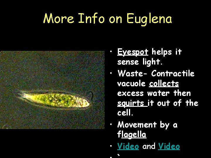 More Info on Euglena • Eyespot helps it sense light. • Waste- Contractile vacuole