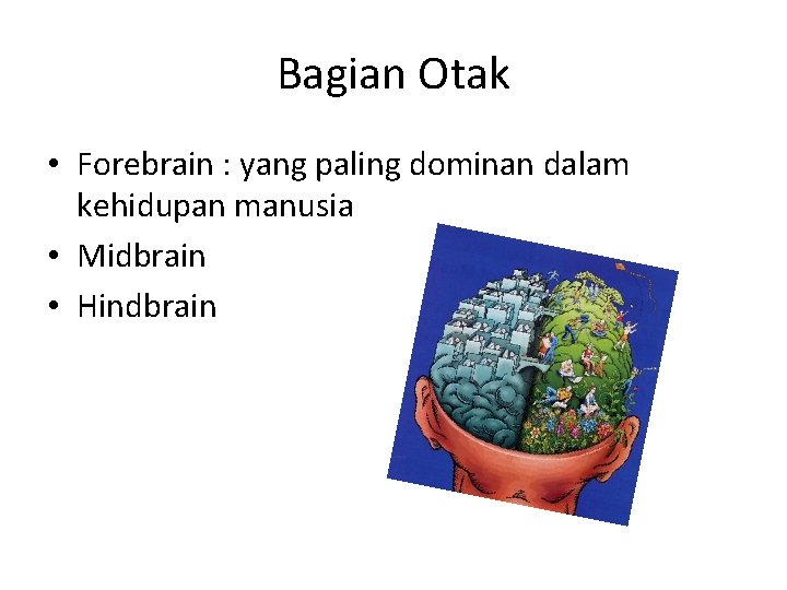 Bagian Otak • Forebrain : yang paling dominan dalam kehidupan manusia • Midbrain •