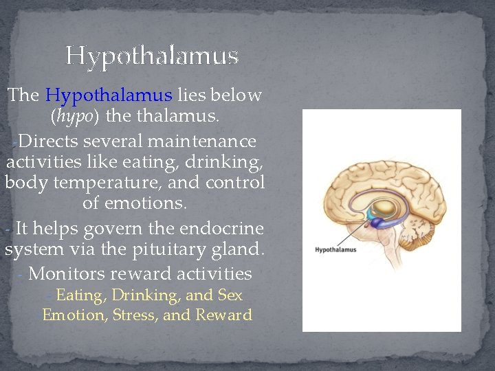 Hypothalamus The Hypothalamus lies below (hypo) the thalamus. -Directs several maintenance activities like eating,