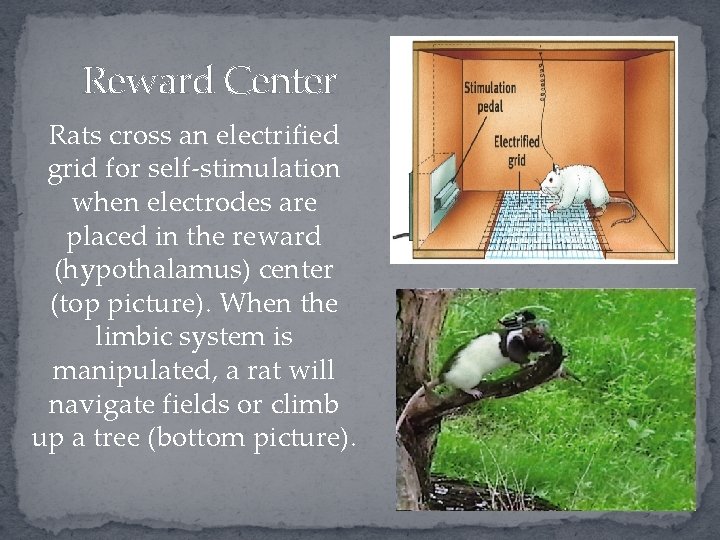 Reward Center Rats cross an electrified grid for self-stimulation when electrodes are placed in