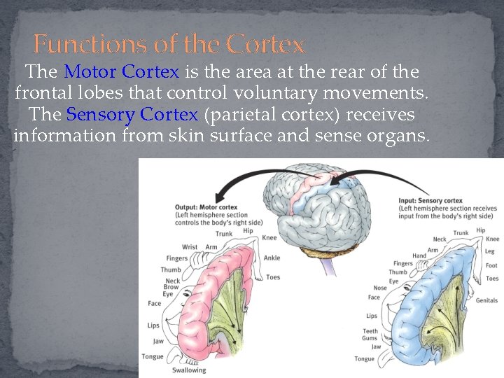 Functions of the Cortex The Motor Cortex is the area at the rear of