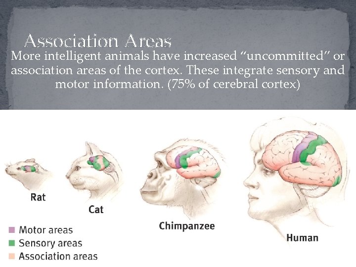 Association Areas More intelligent animals have increased “uncommitted” or association areas of the cortex.