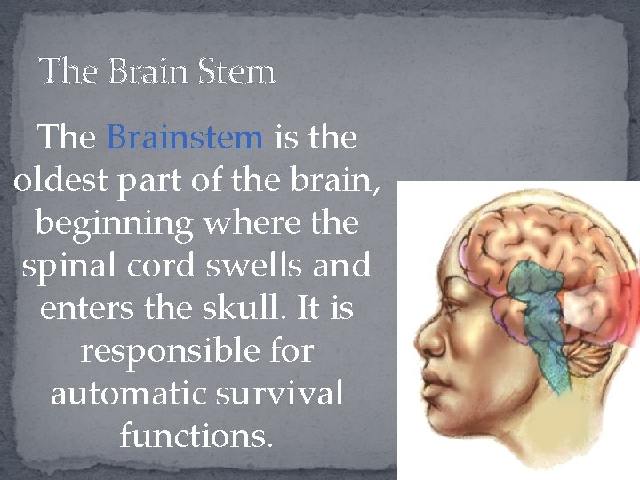 The Brain Stem The Brainstem is the oldest part of the brain, beginning where