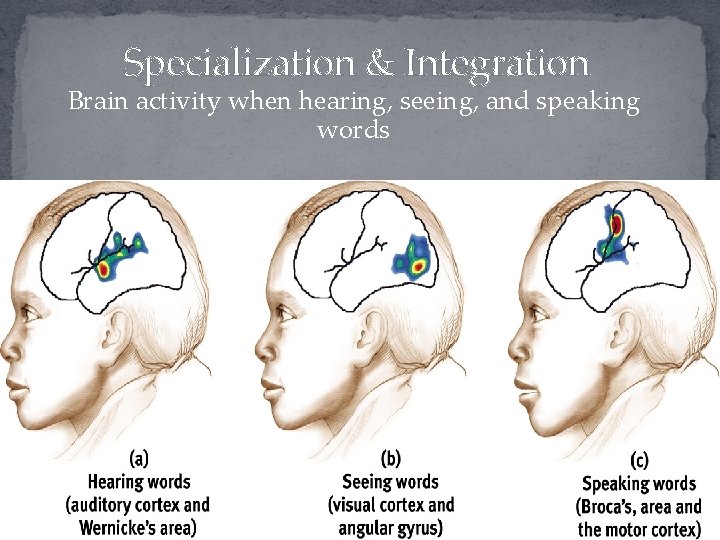 Specialization & Integration Brain activity when hearing, seeing, and speaking words 