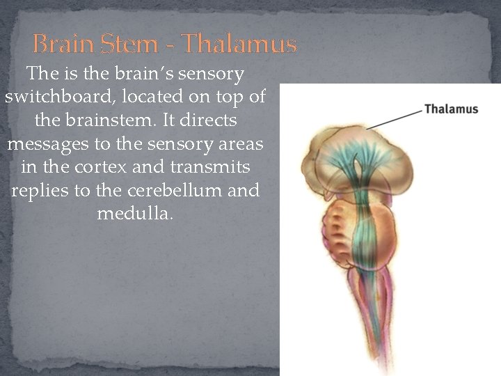 Brain Stem - Thalamus The is the brain’s sensory switchboard, located on top of