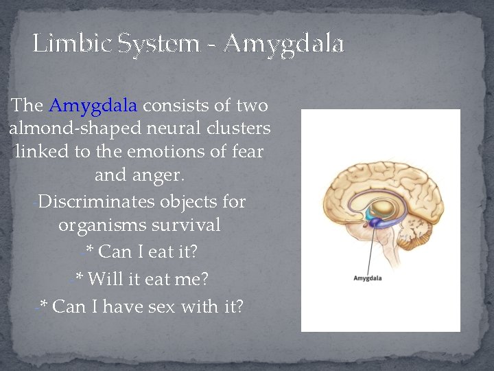 Limbic System - Amygdala The Amygdala consists of two almond-shaped neural clusters linked to