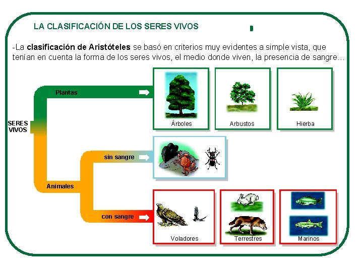 LA DIVERSIDAD DE LOS SERES VIVOS MAMFEROS ANFIBIOS