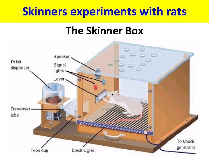 Skinners experiments with rats The Skinner Box 