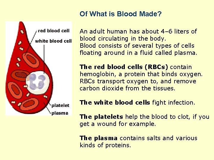 Of What is Blood Made? An adult human has about 4– 6 liters of
