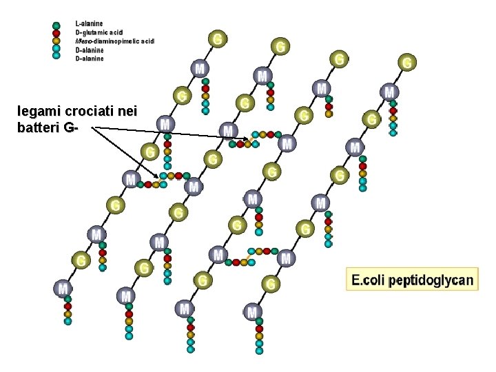 legami crociati nei batteri G- 