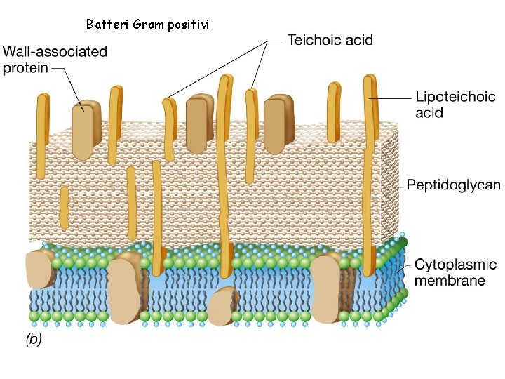 Batteri Gram positivi 