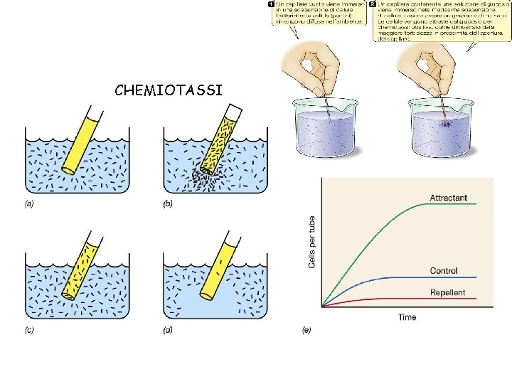 CHEMIOTASSI 