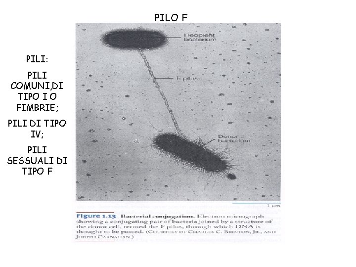 PILO F PILI: PILI COMUNI, DI TIPO I O FIMBRIE; PILI DI TIPO IV;