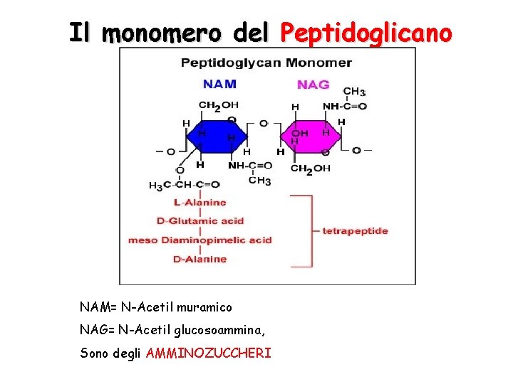 Il monomero del Peptidoglicano NAM= N-Acetil muramico NAG= N-Acetil glucosoammina, Sono degli AMMINOZUCCHERI 