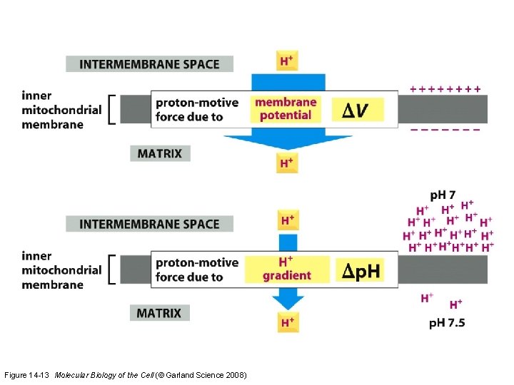 Figure 14 -13 Molecular Biology of the Cell (© Garland Science 2008)  Figure 14 -13 Molecular Biology of the Cell (© Garland Science 2008)